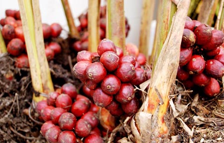 Tại tỉnh Yên Bái, thảo quả đóng vai trò quan trọng trong phát triển kinh tế - xã hội, xóa đói giảm nghèo cho đồng bào dân tộc.